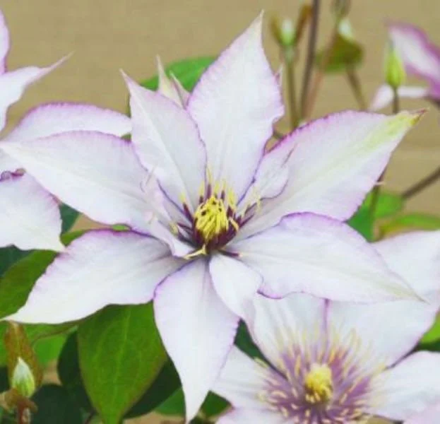 Clematis 'Samaritan Jo' Live Plant - Perennial Flowering Vine for Gardens - Image 1