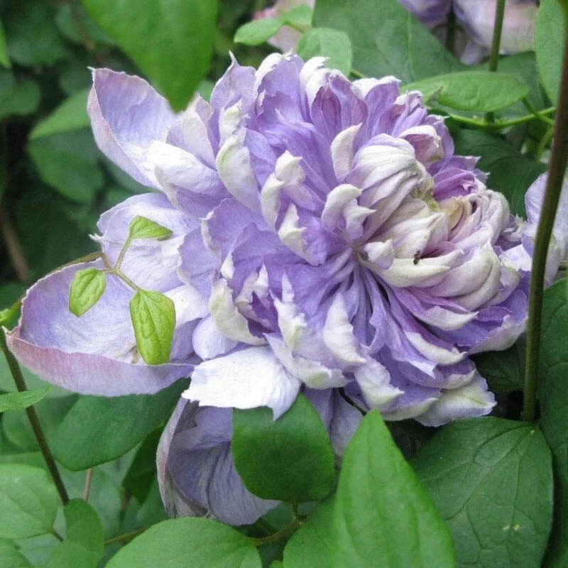 Clematis Seeds Pink Climbing Perennial, 25 Seeds, Outdoor - Image 2