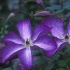 Clematis 'V Venosa Violacea' Live Plant – Perennial Vine – Vibrant Purple Flowers Clematis 'V Venosa Violacea' Live Plant – Perennial Vine – Vibrant Purple Flowers - Image 1
