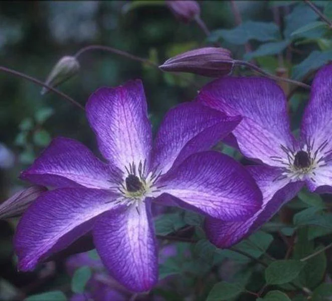 Clematis 'V Venosa Violacea' Live Plant – Perennial Vine – Vibrant Purple Flowers - Image 1