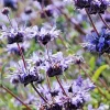 Cleveland Sage Live Plant Cuttings - Blue Purple Salvia Clevelandii - 7 Count, 6 inch - Image 1