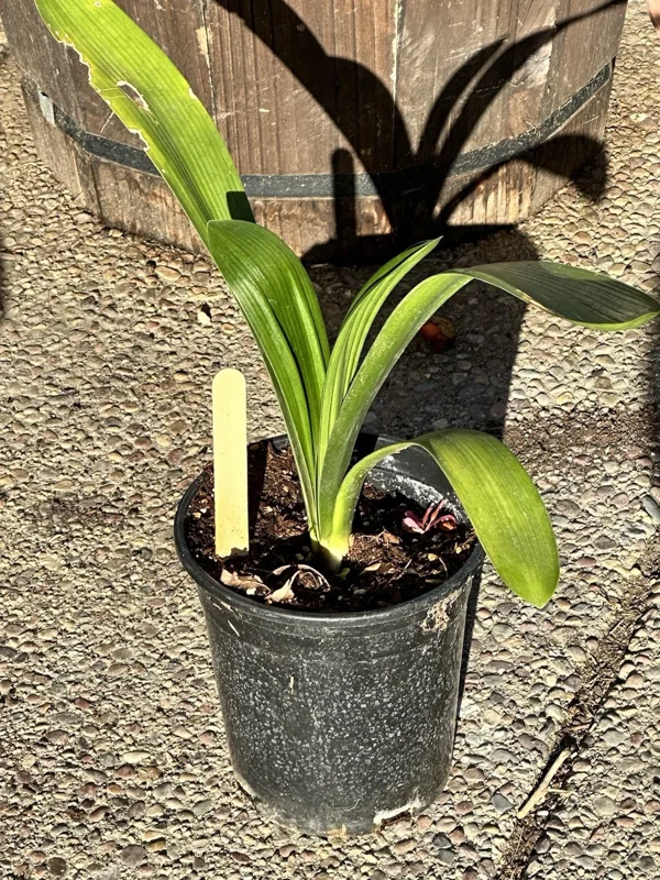 Clivia Miniata Orange Live Plant - Large 4 Leaf Flower Bush Lily Evergreen - Image 2