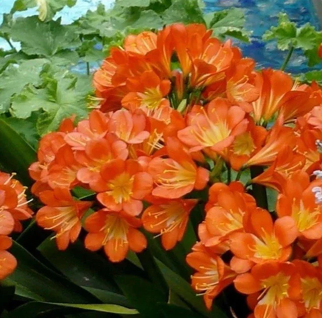 Clivia Miniata Orange Live Plant - Large 4 Leaf Flower Bush Lily Evergreen - Image 1