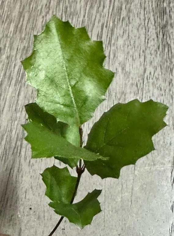 Coast Live Oak Tree - Quercus Agrifolia Live Plant, 2 Count, 4-6 inch, Outdoor Coast Live Oak Tree - Quercus Agrifolia Live Plant, 2 Count, 4-6 inch, Outdoor - Image 2