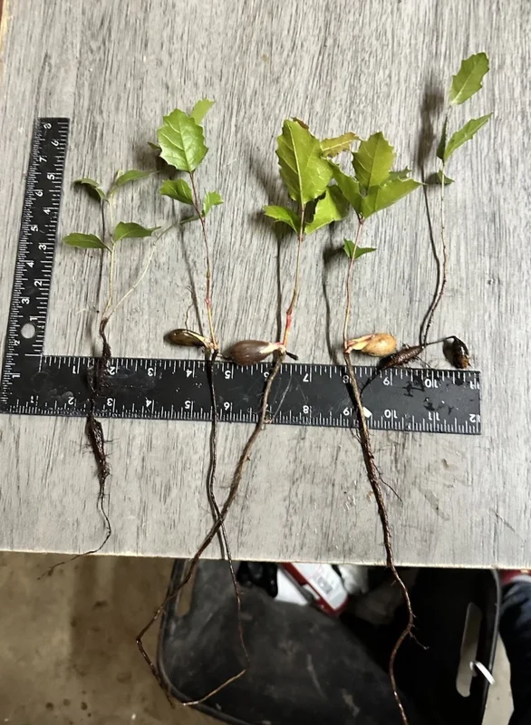 Coast Live Oak Tree - Quercus Agrifolia Live Plant, 2 Count, 4-6 inch, Outdoor Coast Live Oak Tree - Quercus Agrifolia Live Plant, 2 Count, 4-6 inch, Outdoor - Image 3