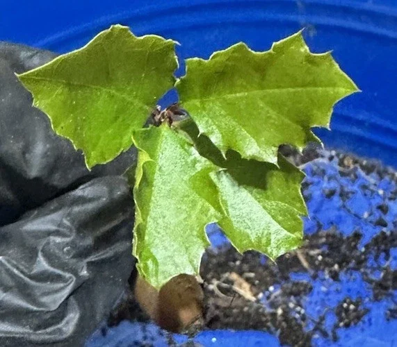 Coast Live Oak Tree - Quercus Agrifolia Live Plant, 2 Count, 4-6 inch, Outdoor Coast Live Oak Tree - Quercus Agrifolia Live Plant, 2 Count, 4-6 inch, Outdoor - Image 5