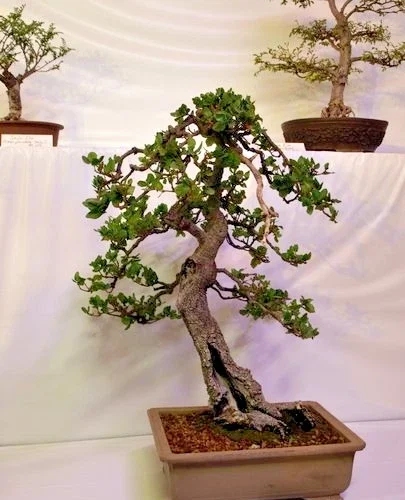 Coast Live Oak Tree - Quercus Agrifolia Live Plant, 2 Count, 4-6 inch, Outdoor Coast Live Oak Tree - Quercus Agrifolia Live Plant, 2 Count, 4-6 inch, Outdoor - Image 6
