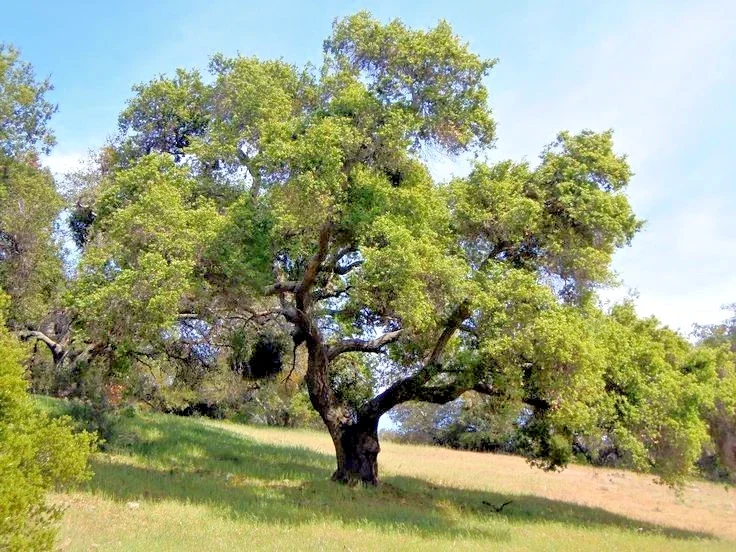 Coast Live Oak Tree - Quercus Agrifolia Live Plant, 2 Count, 4-6 inch, Outdoor Coast Live Oak Tree - Quercus Agrifolia Live Plant, 2 Count, 4-6 inch, Outdoor - Image 1