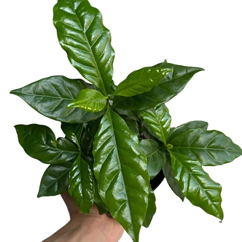 Coffee Plant Arabica Live Plant – 6 inch Pot – Indoor Houseplant - Image 1