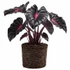 Colocasia Live Plant 4-6 Inches – Tropical Elephant Ear for Indoor & Outdoor - Image 1