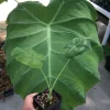 Colocasia 'Thai Giant' Elephant Ear Live Plant - Giant Tropical Foliage - Image 1