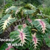 Colocasia Waikiki Live Plant – Colorful Elephant Ear – Rooted in 3" Pot - Image 1