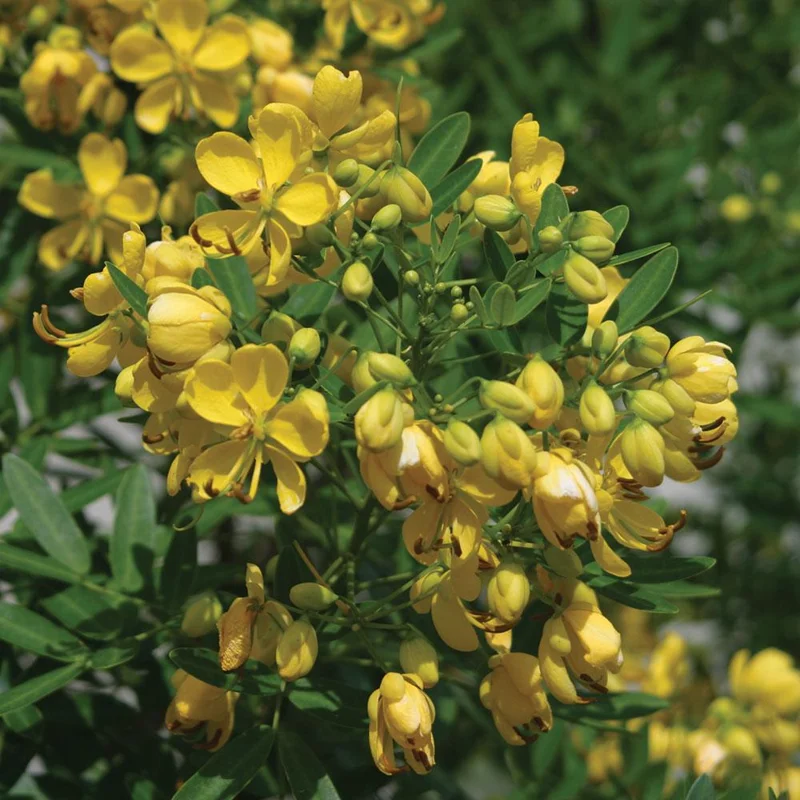Common Tree Senna Live Plant – Senna corymbosa – 1 Gallon Pot – Outdoor Shrub Common Tree Senna Live Plant – Senna corymbosa – 1 Gallon Pot – Outdoor Shrub - Image 1