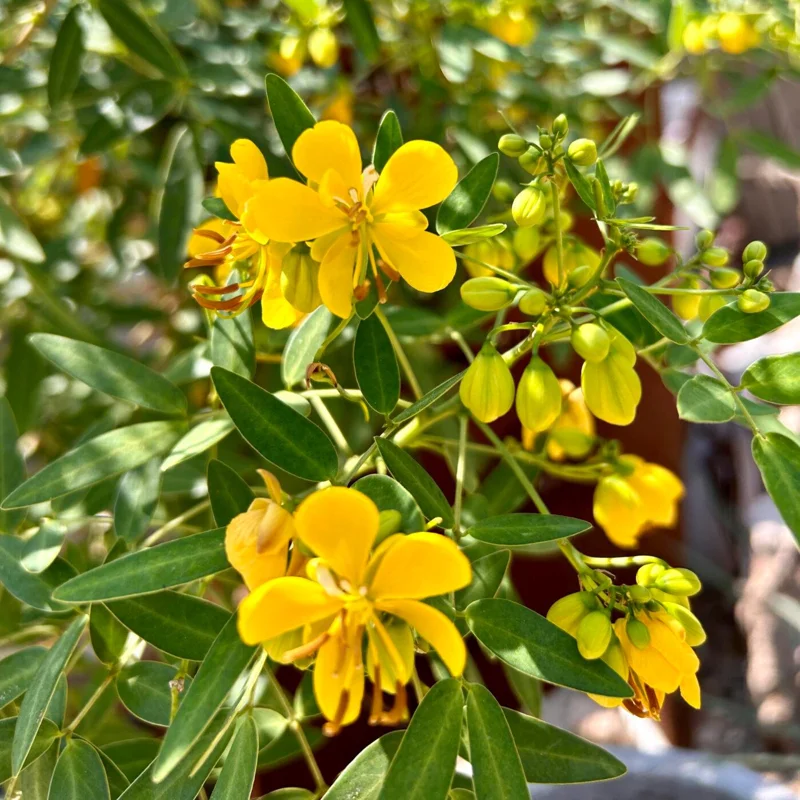 Common Tree Senna Live Plant – Senna corymbosa – 1 Gallon Pot – Outdoor Shrub Common Tree Senna Live Plant – Senna corymbosa – 1 Gallon Pot – Outdoor Shrub - Image 2