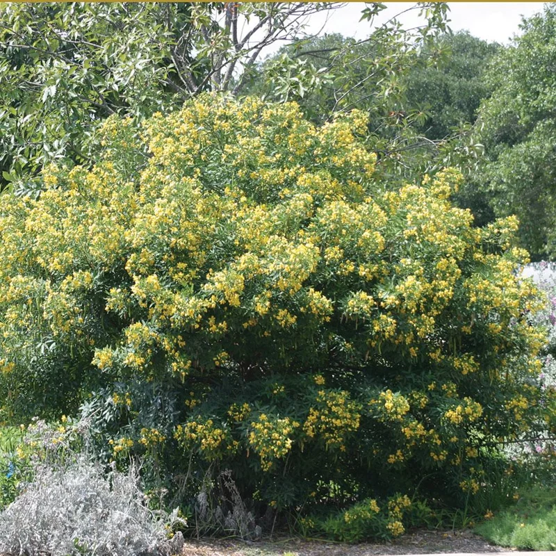 Common Tree Senna Live Plant – Senna corymbosa – 1 Gallon Pot – Outdoor Shrub Common Tree Senna Live Plant – Senna corymbosa – 1 Gallon Pot – Outdoor Shrub - Image 3