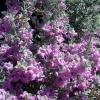 Compact Texas Sage Live Plant – 1 Gallon Leucophyllum frutescens 'compactum' Shrub – Outdoor Compact Texas Sage Live Plant – 1 Gallon Leucophyllum frutescens 'compactum' Shrub – Outdoor - Image 1
