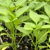 Compadre Chili Super Hot Pepper Live Plants - 3 Pack - Green Vegetables - Image 1