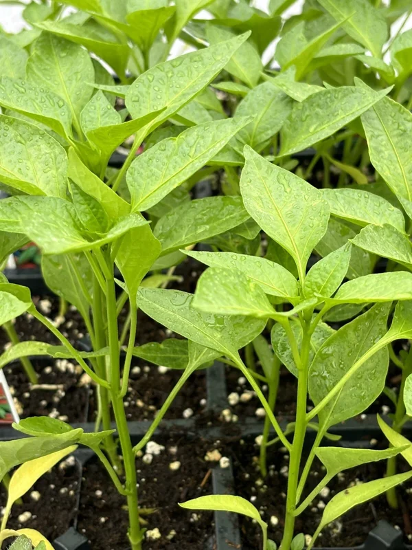 Compadre Chili Super Hot Pepper Live Plants - 3 Pack - Green Vegetables - Image 1