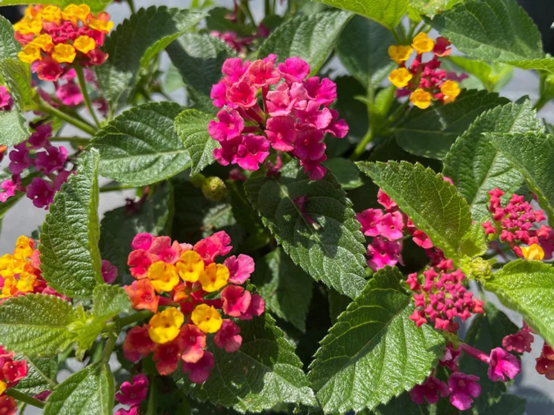 Confetti Lantana Live Plant – Vibrant Shrub – 1 Gallon Pot – Outdoor Confetti Lantana Live Plant – Vibrant Shrub – 1 Gallon Pot – Outdoor - Image 2