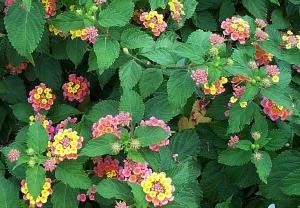 Confetti Lantana Live Plant – Vibrant Shrub – 1 Gallon Pot – Outdoor Confetti Lantana Live Plant – Vibrant Shrub – 1 Gallon Pot – Outdoor - Image 3