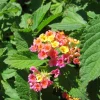 Confetti Lantana Live Plant – Vibrant Shrub – 1 Gallon Pot – Outdoor - Image 1