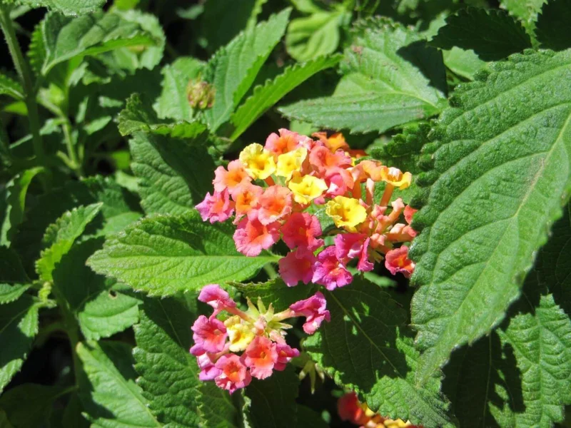 Confetti Lantana Live Plant – Vibrant Shrub – 1 Gallon Pot – Outdoor Confetti Lantana Live Plant – Vibrant Shrub – 1 Gallon Pot – Outdoor - Image 1