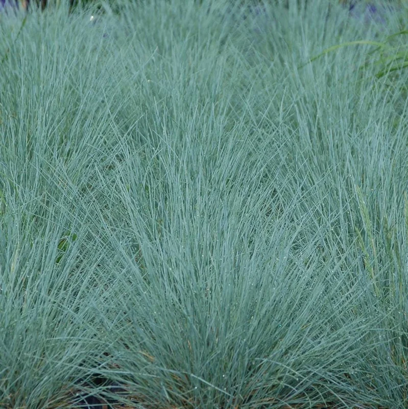 Cool As Ice Feather Reed Grass Perennial Live Plant - Outdoor Ornamental - Image 2