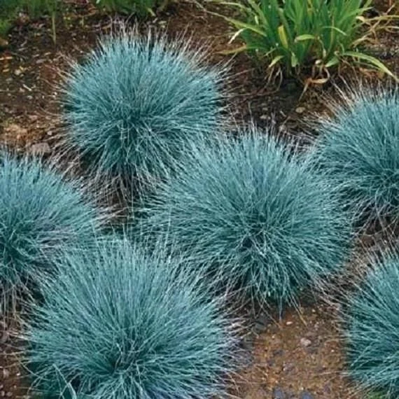 Cool As Ice Feather Reed Grass Perennial Live Plant - Outdoor Ornamental - Image 1