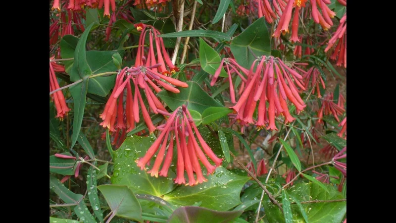 Coral Honeysuckle Live Plant – Lonicera sempervirens – 4 inch Pot – Outdoor Vine - Image 2