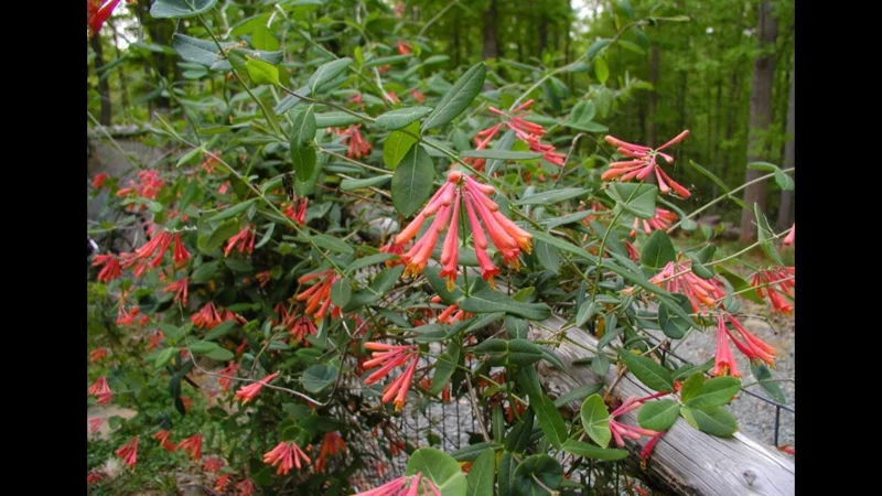 Coral Honeysuckle Live Plant – Lonicera sempervirens – 1 Gallon Pot – Outdoor Vine Coral Honeysuckle Live Plant – Lonicera sempervirens – 1 Gallon Pot – Outdoor Vine - Image 3