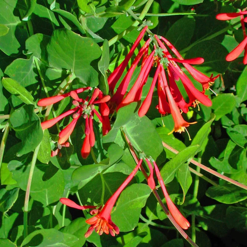 Coral Honeysuckle Live Plant – Lonicera sempervirens – 4 inch Pot – Outdoor Vine - Image 1