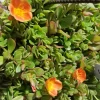 Coral Pink Single Flower Purslane Cuttings - Live Plant Coral Pink Single Flower Purslane Cuttings - Live Plant - Image 1
