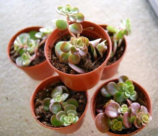 Coral Reef Sedum Tectractinum Live Plant – Creeping Ground Cover Coral Reef Sedum Tectractinum Live Plant – Creeping Ground Cover - Image 3