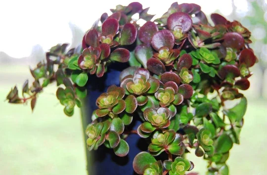 Coral Reef Sedum Tectractinum Live Plant – Creeping Ground Cover Coral Reef Sedum Tectractinum Live Plant – Creeping Ground Cover - Image 4