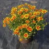 Coreopsis 'Daybreak' Live Perennial Plant – Vibrant Yellow Flowers – Outdoor - Image 1