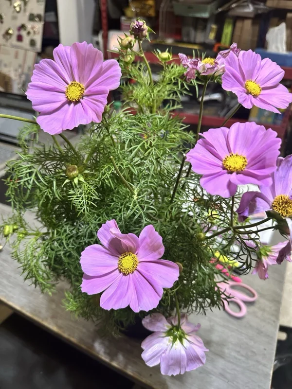 Cosmos Bipinnatus Cali Pink Purple Radiance Live Flower Plant - 1 Rooted Section - Image 2