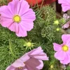 Cosmos Bipinnatus Cali Pink Purple Radiance Live Flower Plant - 1 Rooted Section Cosmos Bipinnatus Cali Pink Purple Radiance Live Flower Plant - 1 Rooted Section - Image 1
