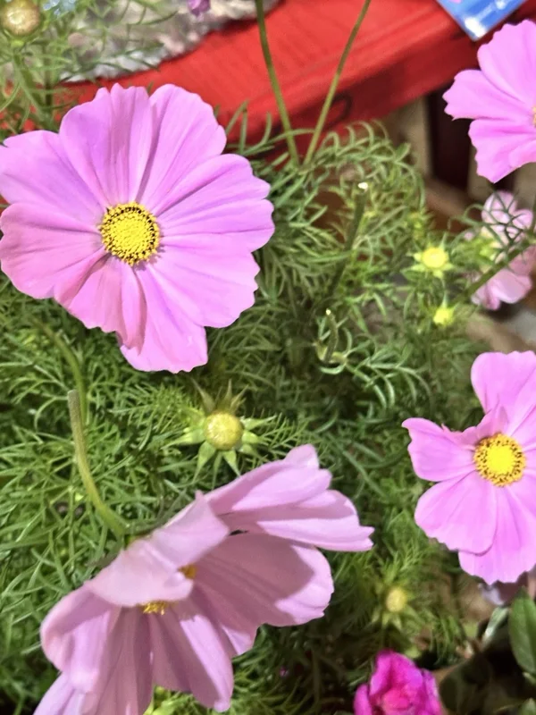 Cosmos Bipinnatus Cali Pink Purple Radiance Live Flower Plant - 1 Rooted Section - Image 1