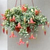 Cotyledon Pendens Live Plant – Trailing Succulent – 2-4 Inch Tall – 2 Inch Pot - Image 1
