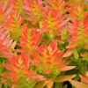 Crassula Capitella Campfire Succulent - 3 Live 2" Unrooted Plant Cuttings, Red Foliage - Image 1