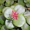 Crassula Multicava 'Green Fairy Jade' Succulent Cuttings - 2 Live 2" Unrooted Cuttings - Image 1