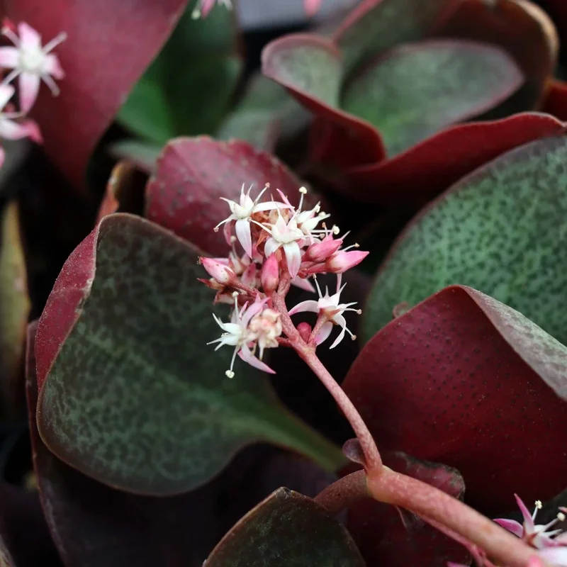 Crassula Multicava Red Fairy Jade Succulent - 2 Live 2" Unrooted Cuttings Crassula Multicava Red Fairy Jade Succulent - 2 Live 2" Unrooted Cuttings - Image 2