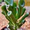 Crassula Ovata Gollum Jade Live Succulent Plant - 2-4 Inch Money Plant Tree - Image 1