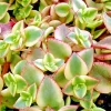 Crassula Perforata Variegated String of Buttons Succulent Live Plant, 2x 1" Plants Crassula Perforata Variegated String of Buttons Succulent Live Plant, 2x 1" Plants - Image 1