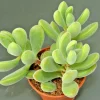 Crassula Rogersii Velvet Club Succulent – 1 Live Rooted Plant with Yellow Blooms - Image 1
