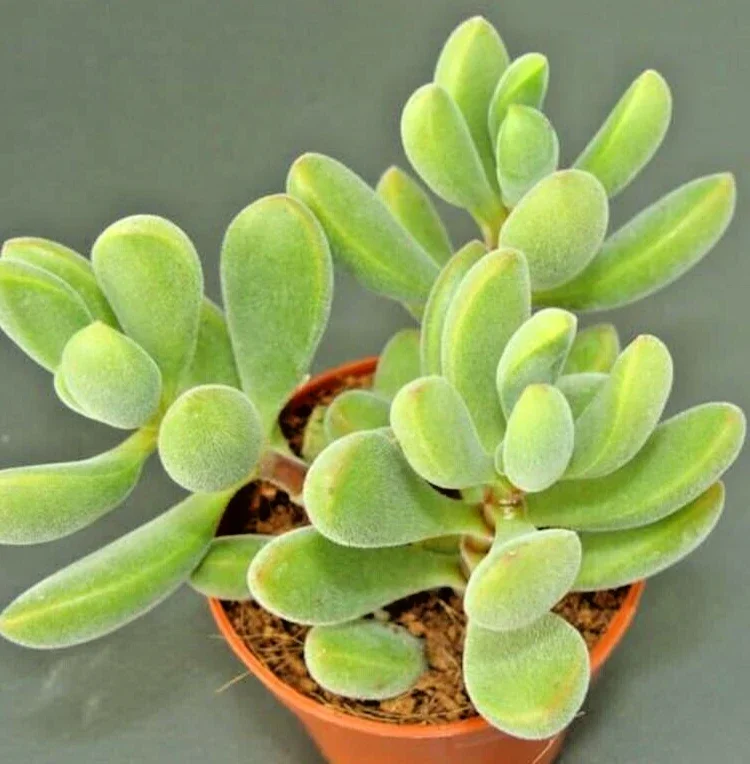 Crassula Rogersii Velvet Club Succulent – 1 Live Rooted Plant with Yellow Blooms Crassula Rogersii Velvet Club Succulent – 1 Live Rooted Plant with Yellow Blooms - Image 1