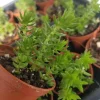 Crassula Schimperi Lizard's Tail Succulent Live Plant – Full Sun Drought Tolerant Crassula Schimperi Lizard's Tail Succulent Live Plant – Full Sun Drought Tolerant - Image 1