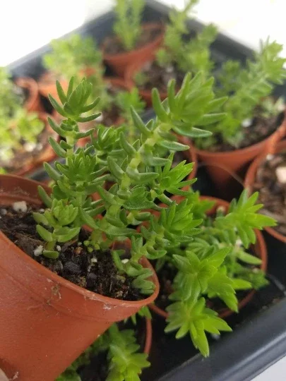 Crassula Schimperi Lizard's Tail Succulent Live Plant – Full Sun Drought Tolerant - Image 1