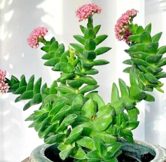 Crassula Springtime Succulent Live Rooted Plant - Larger Buttons - Image 2