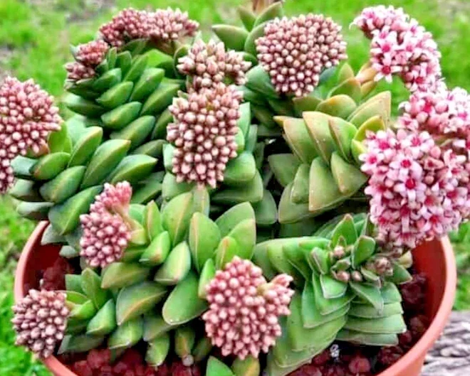 Crassula Springtime Succulent Live Rooted Plant - Larger Buttons - Image 1
